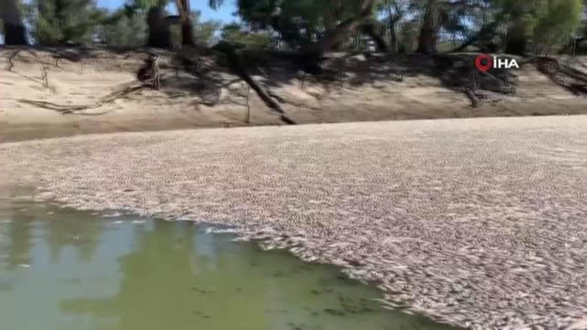 Avustralya'daki Darling Irmağı'nda yüz binlerce meyyit balık bulundu