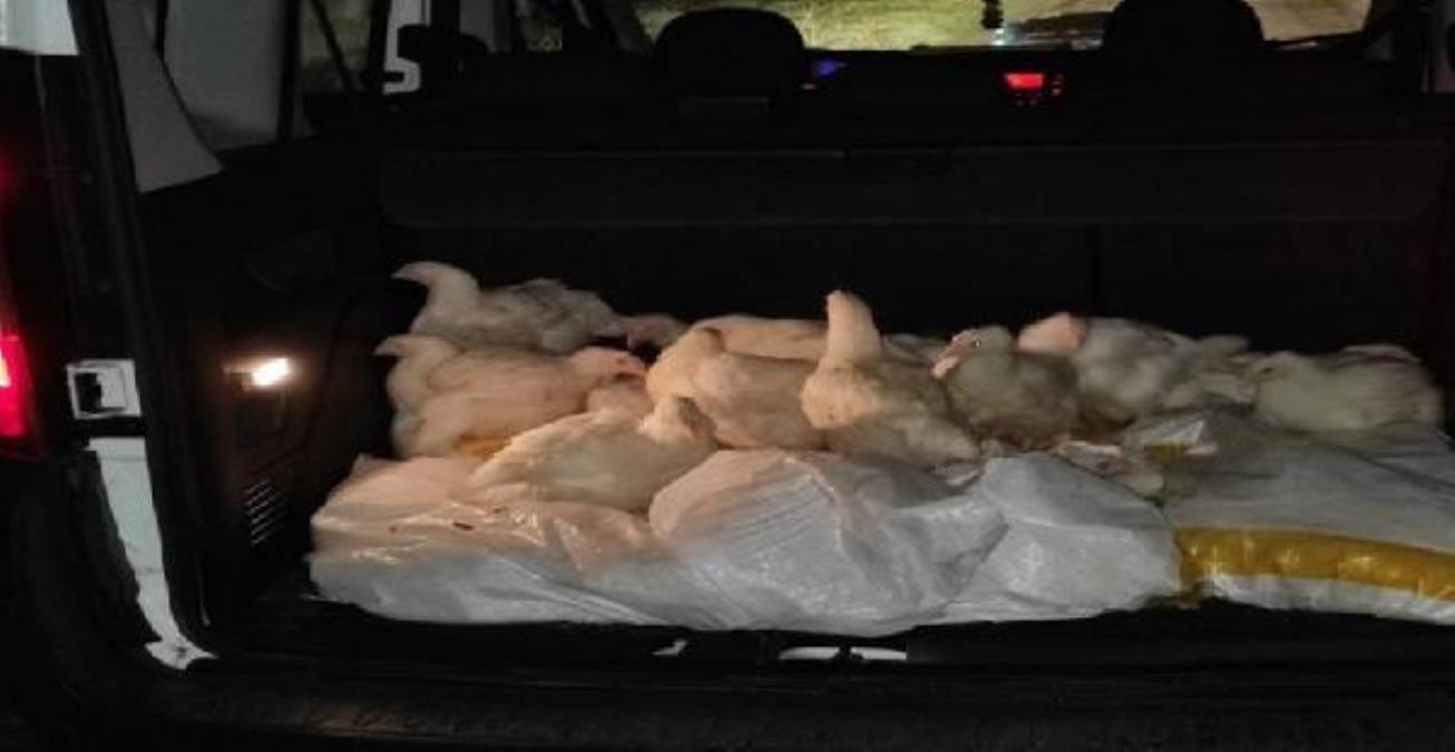 Çiftlikten 100 tavuk çalan 2 kuşkulu yakalandı