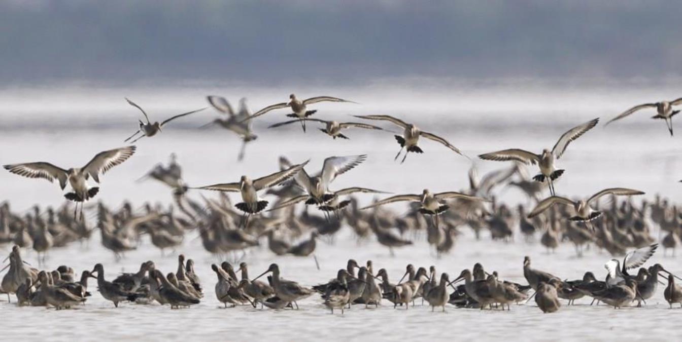Çin, Ülkenin En Büyük Tatlı Su Gölünde Kışı Geçiren Kuşları Beslemek İçin Saz Bitkisi Ekti