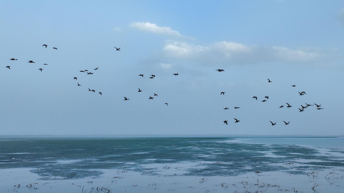 Çin'de Göçmen Kuşlar Havaların Isınmasıyla Bosten Gölü'ne Akın Ediyor