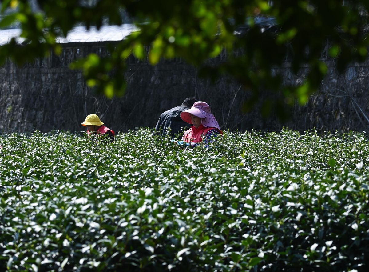Çin'in Ünlü Longjing Çayı İçin Hasat Başladı