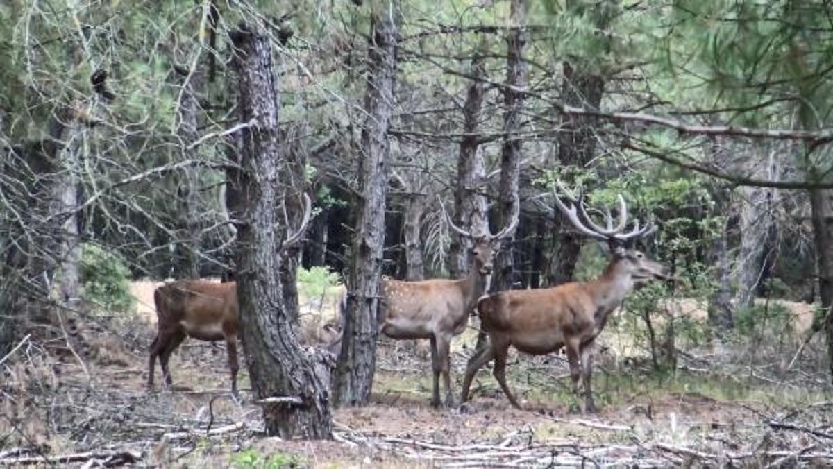 Dört kentteki kızıl geyik av ihalesi, mahkeme kararıyla iptal edildi