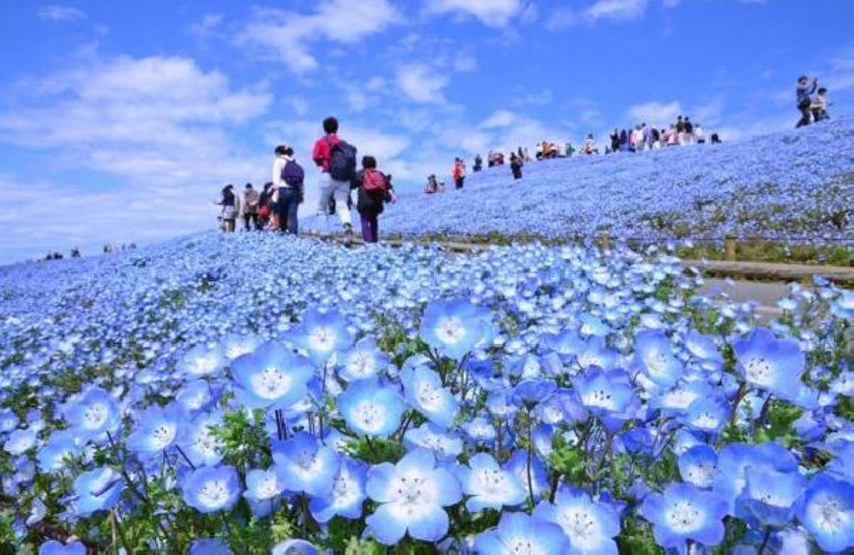 Dünyaca ünlü Japon parkında milyonlarca mavi hasret çiçeğinin açması bekleniyor