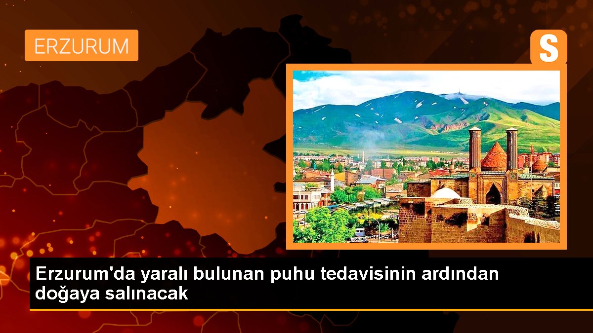 Erzurum'da yaralı bulunan puhu tedavisinin akabinde tabiata salınacak