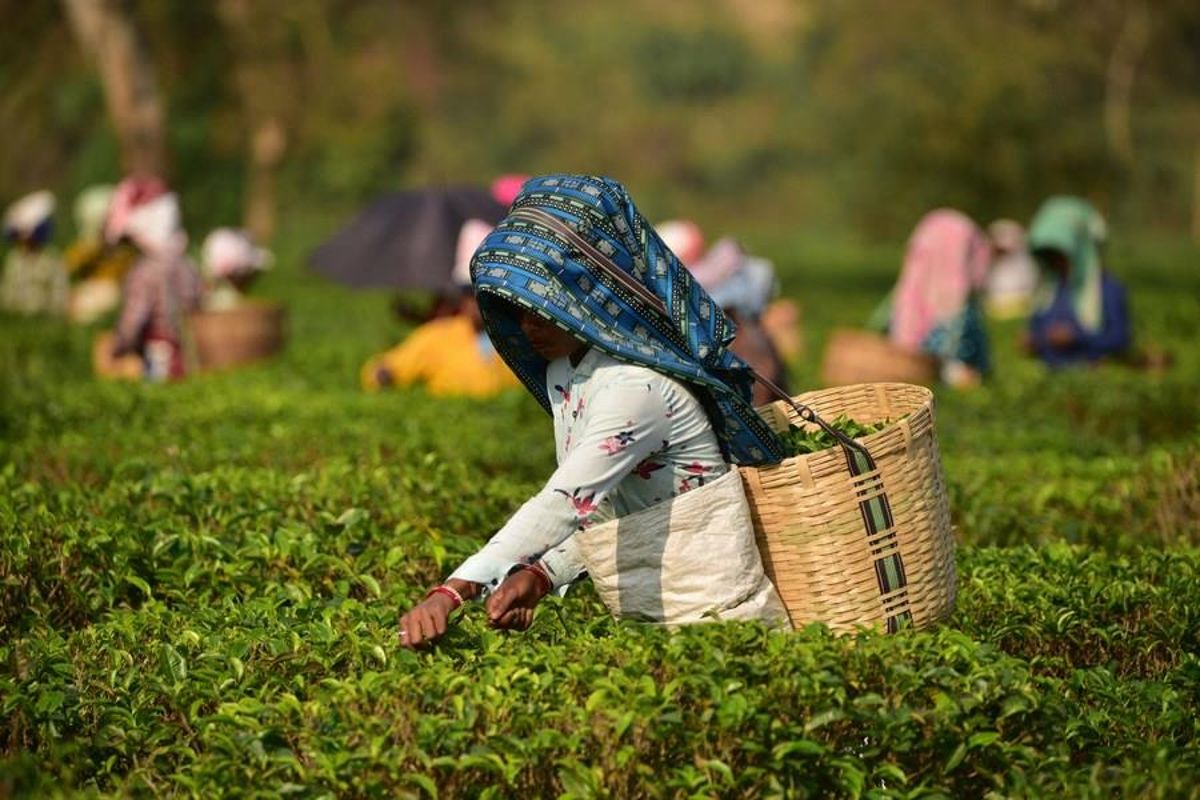Hindistan'da Personeller Çay Toplama Mesaisinde