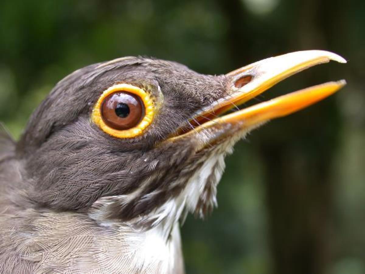 Kahve tarlaları kuşların beslenme nizamını bozuyor