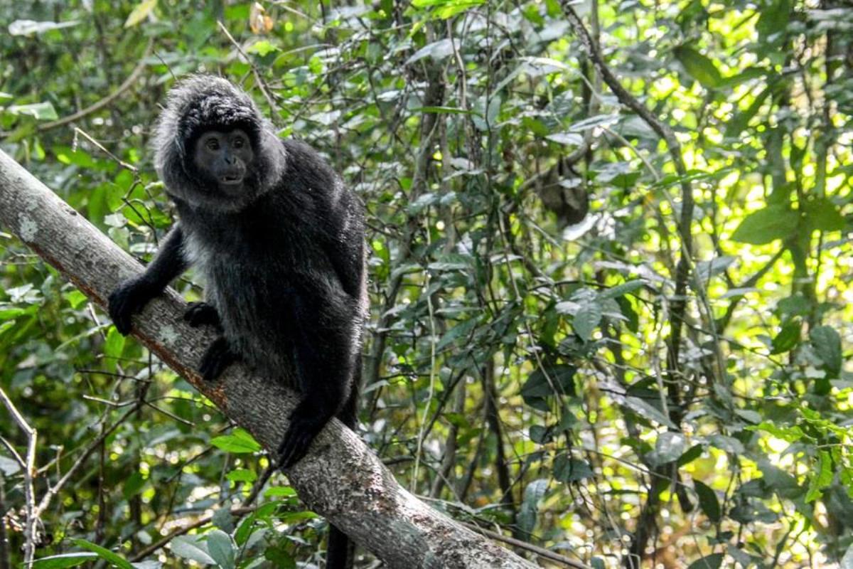 Kuşağı Tehlike Altındaki Cava Langur Maymunları Endonezya'da Yırtıcı Tabiata Bırakıldı