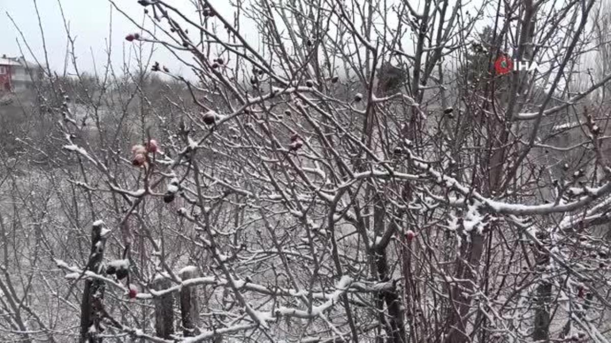 Kütahya'ya mart karı, çiçek açan badem ağaçları kar altında kaldı