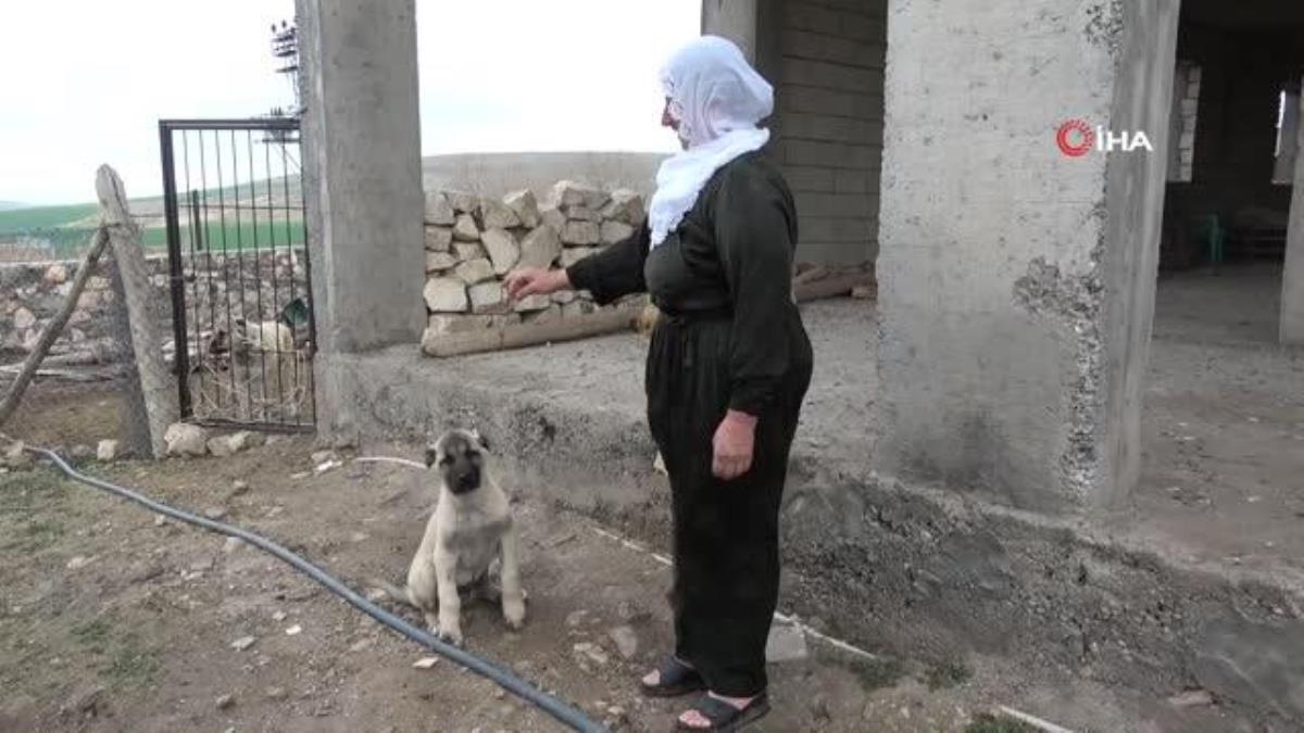 Mardin'in Alagöz köyü Kangal köpeği sevgisiyle dikkat çekiyor