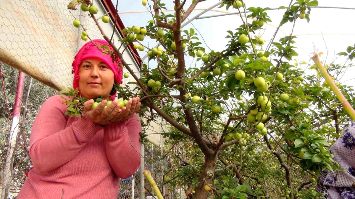 Mersin'de erik hasadı: İç piyasaya 350 ihracata 500 liradan satılıyor