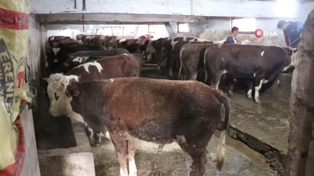 (SAKARYA - ÖZEL)Şap alarmı hayvan pazarlarını kapattırdı: Yasağa uymayanlara 46 bin lira ceza kesilecek