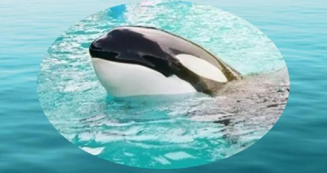50 yıldan fazla esaret altında olan katil balina Lolita, hür kalacak