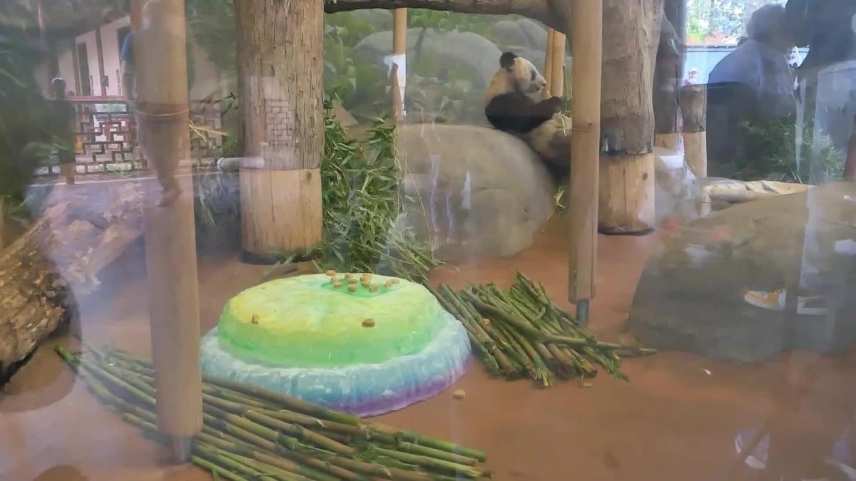 ABD'deki Memphis Hayvanat Bahçesi'nde Dev Panda ya Ya İçin Veda Merasimi Düzenlendi