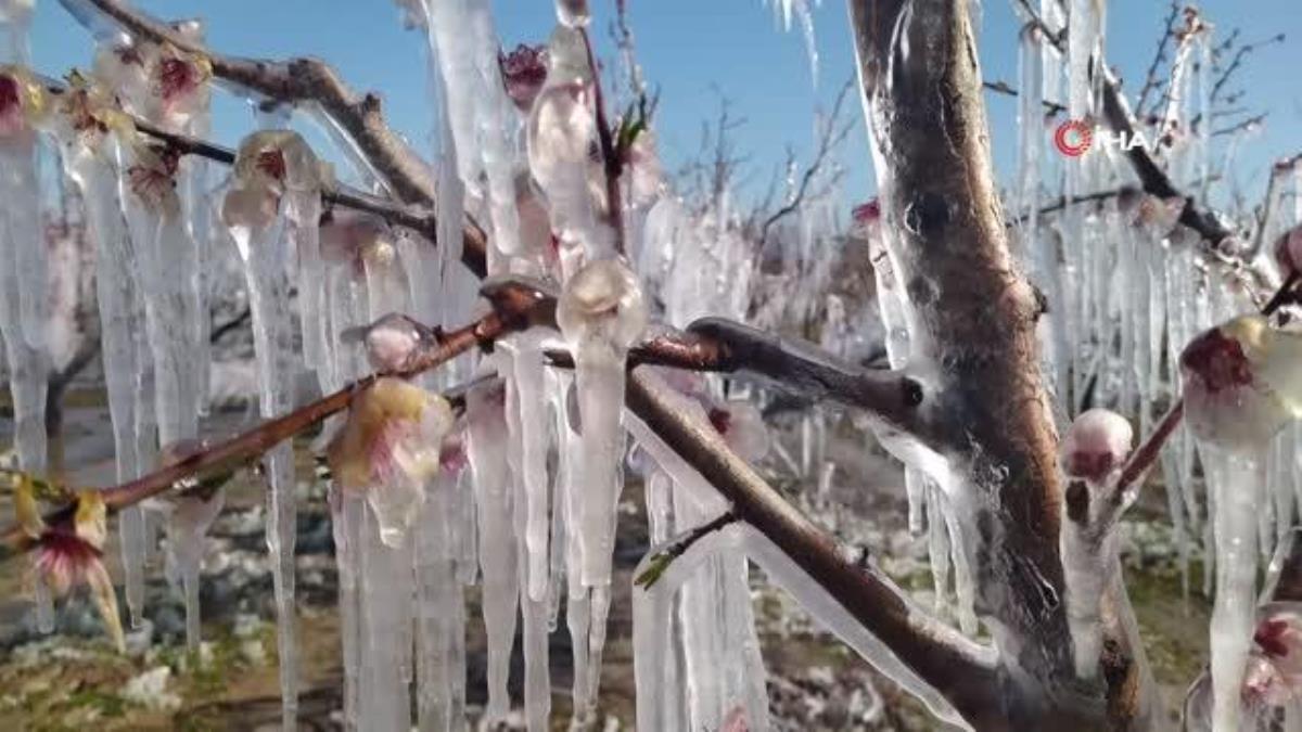Ağaçları dondan buzla koruyorlar