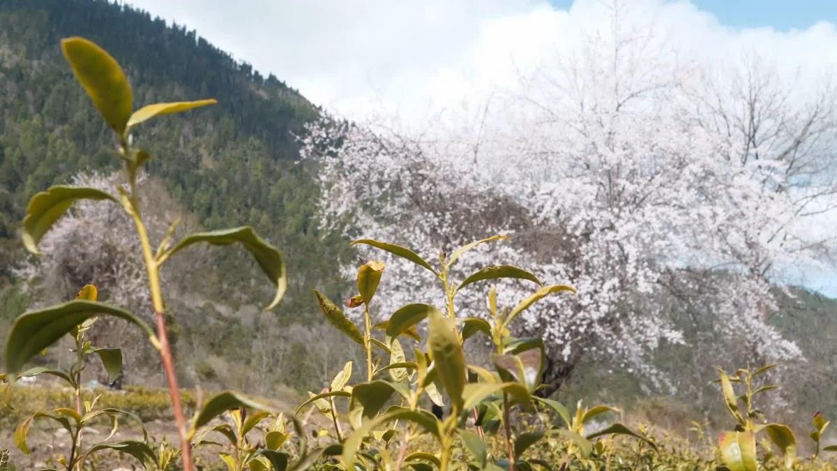 Çay Bölümü Çin'in Tibet Bölgesindeki Ücra Köye Refah Getirdi