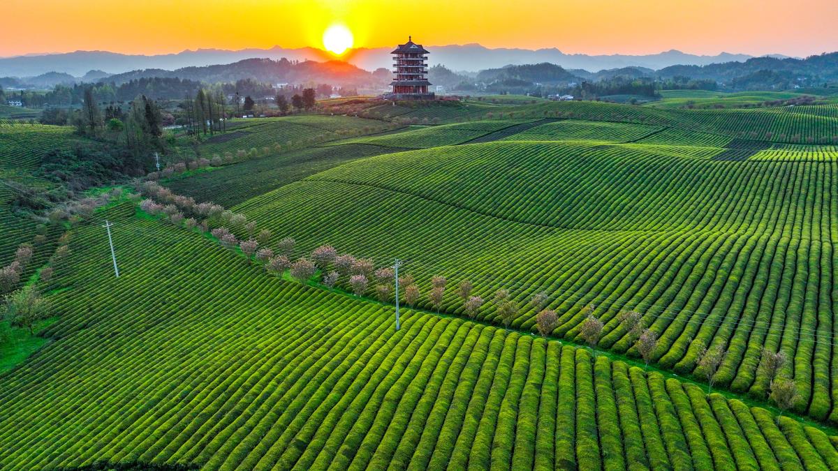Çin'in Guizhou Eyaletinde Çay Hasadı Başladı