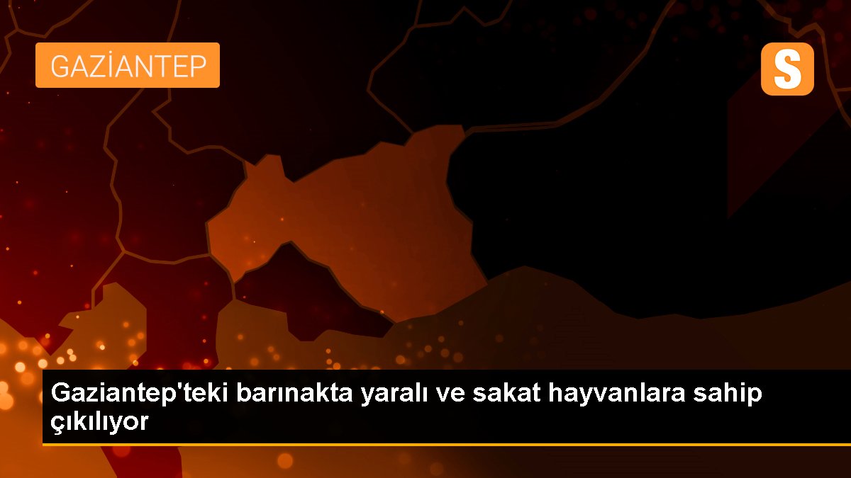 Gaziantep'teki barınakta yaralı ve sakat hayvanlara sahip çıkılıyor