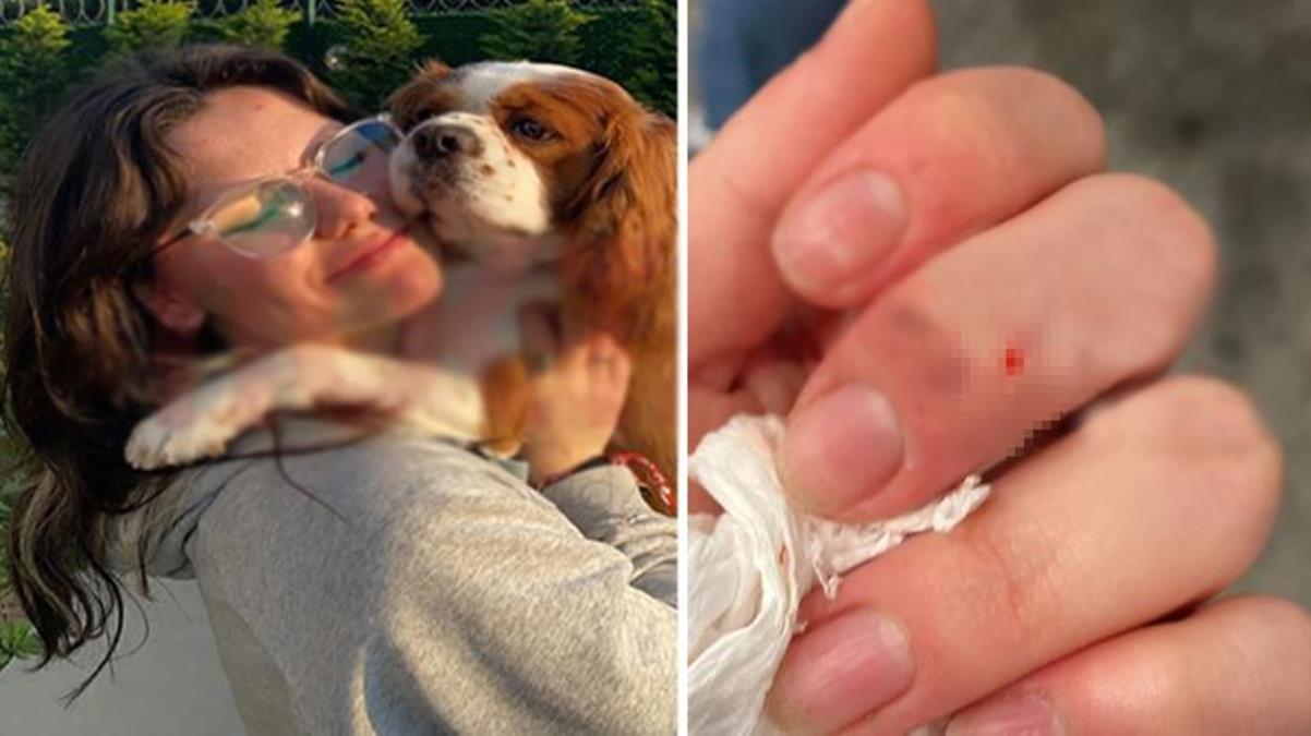 İzmit'te endişe dolu anlar! Başıboş köpek 14 yaşındaki kıza ve köpeğine saldırdı