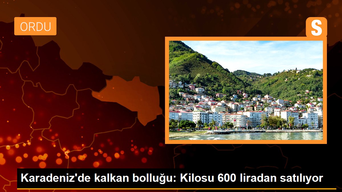 Karadeniz'de kalkan bolluğu: Kilosu 600 liradan satılıyor