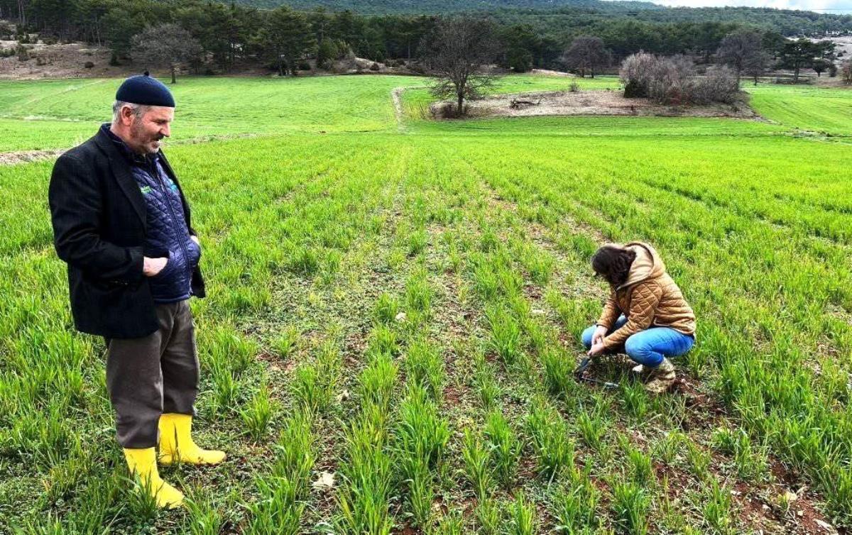 Kütahya'da sertifikalı buğday ve arpa tohumlarının toprakta çıkış denetimleri