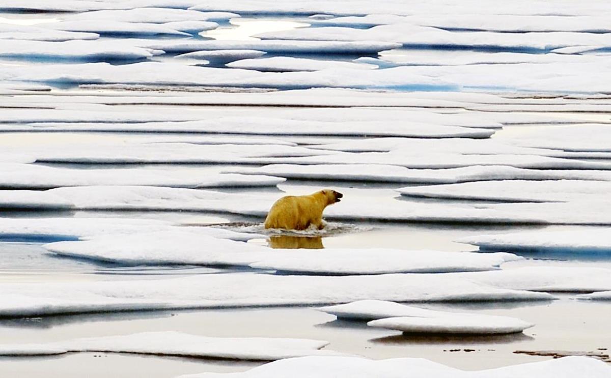Kuzey Kutup Bölgesi'nde Deniz Buzu Kaybı ile Çok Soğuk Havalar Ortasında Münasebet Bulundu