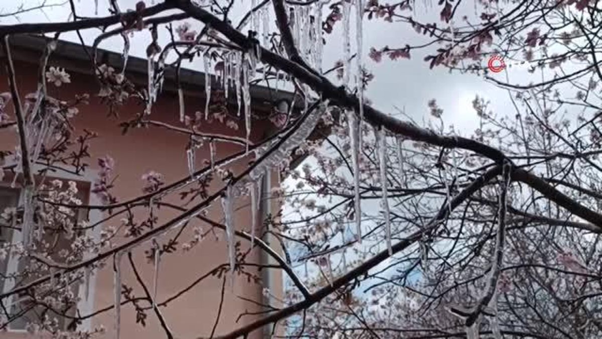Sivas'ta şaşırtan görünüm: Çiçek açan ağaçlarda buz sarkıtları oluştu