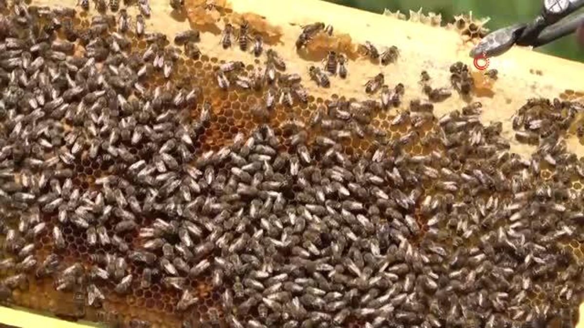 3 yıl evvel yaşanan orman yangının da arıları telef oldu... Devletten 30 kovan arı aldı, 230 kovana çıkardı