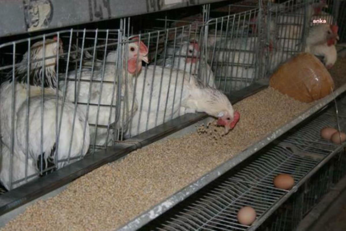Tüik: Tavuk Eti Üretimi Şubat Ayında Yüzde 8,1 Geriledi
