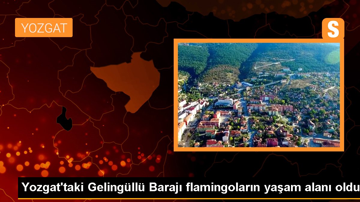 Yozgat'taki Gelingüllü Barajı flamingoların hayat alanı oldu