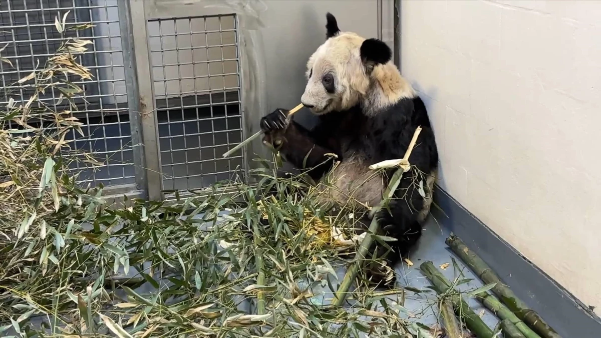 ABD'de 20 yıl yaşayan dişi dev panda Ya Ya önümüzdeki günlerde Çin'e dönüyor