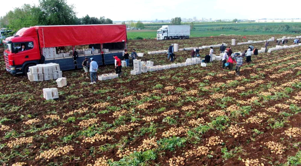 Adana'da Erkenci Patates Hasadı Başladı: Randıman Yüksek, Fiyatlar Düşecek