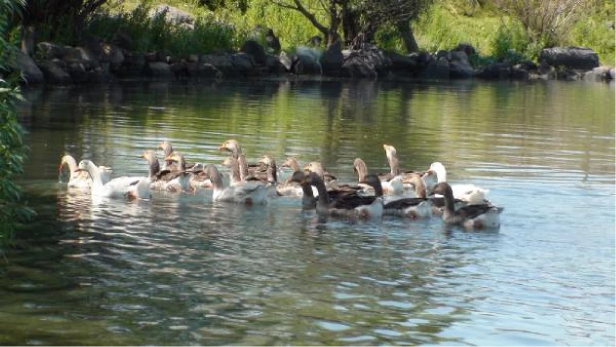 Çıldır Gölü göçmen kuşların akınına uğradı