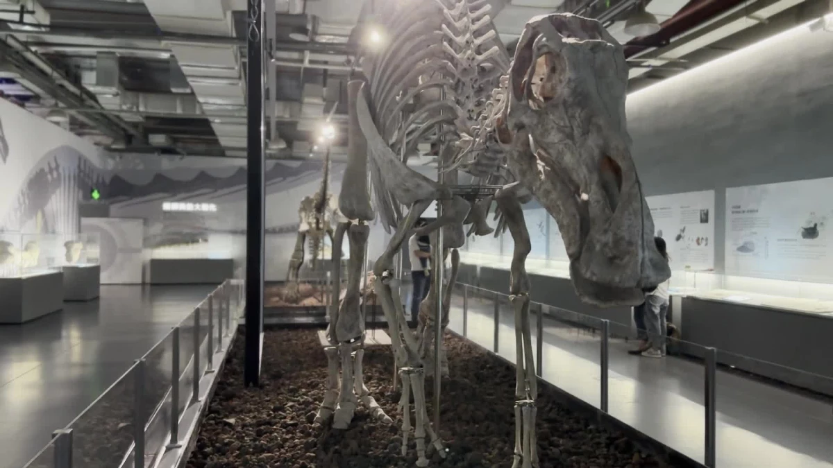 Çin'de Dinozor Fosilleri Standı Açıldı