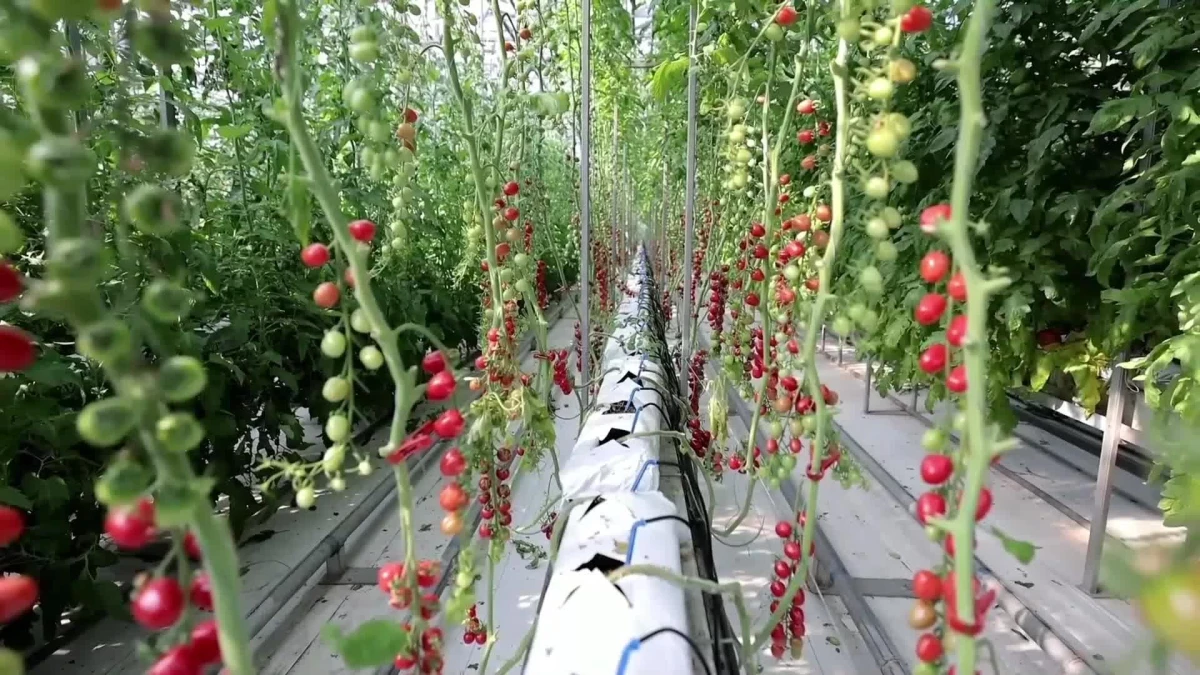 Çin'deki Bitki Fuarında Uzayda Tohum Yetiştirme Teknolojisi Tanıtıldı