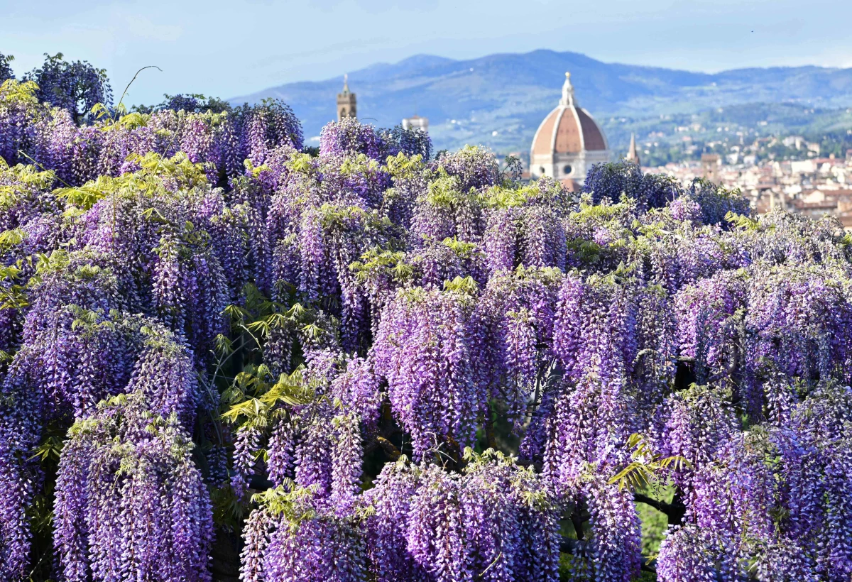 İtalya'nın Floransa kentindeki Villa Bardinideki Mor Salkım Çiçekleri