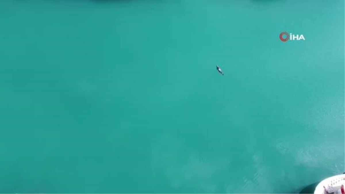 Jenerasyonu tükenme tehlikesi altındaki Akdeniz foku Mersin'de görüntülendi