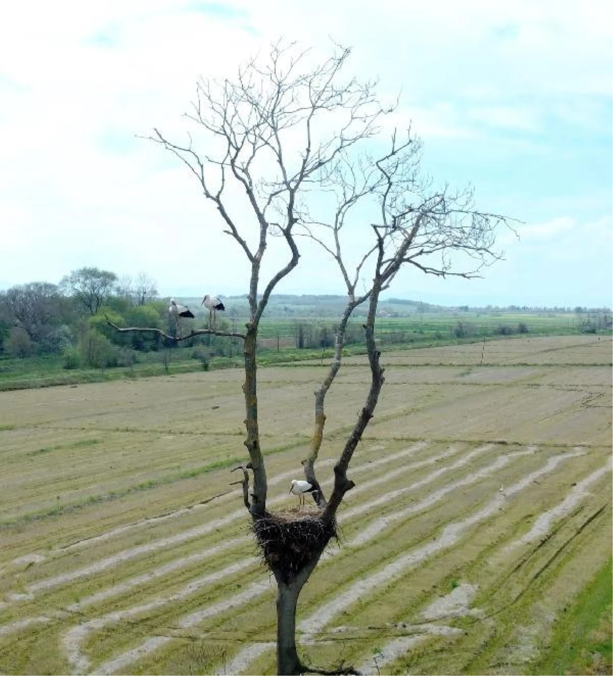 Samsun Kızılırmak Deltası Kuş Cenneti'nde Leylek Ormanı canlanıyor