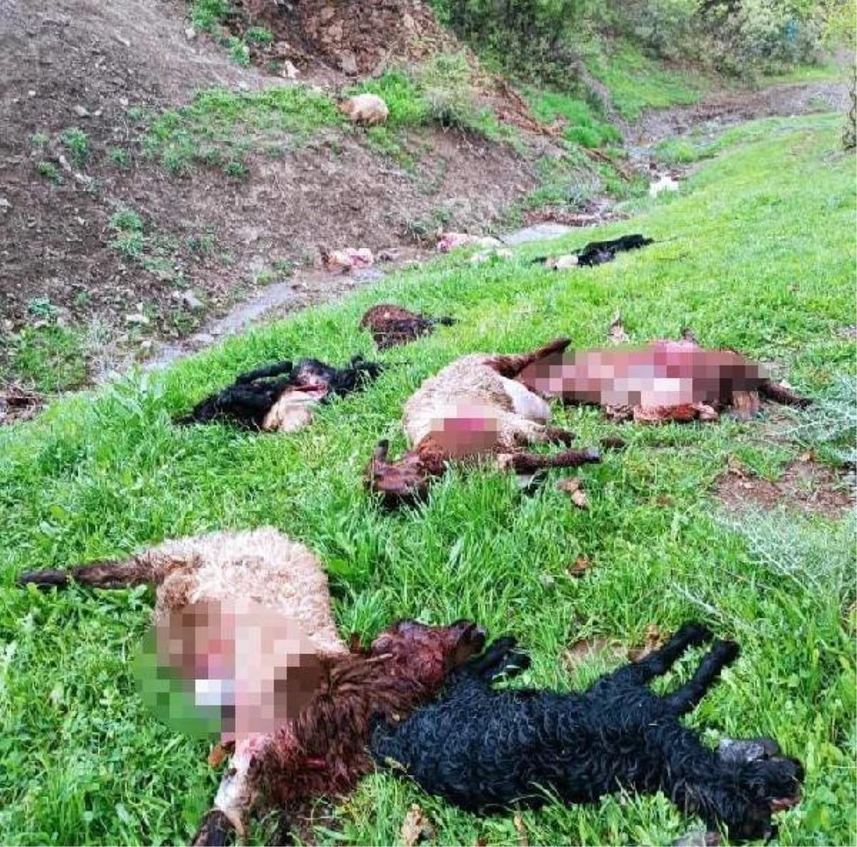 Şırnak'ta Kurt Sürüsü 30 Koyunu Öldürdü