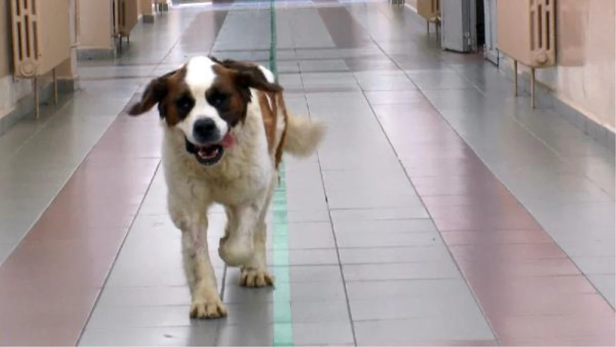 Yaralı Köpek Beto, 2 Aylık Tedavinin Akabinde Sıhhatine Kavuştu