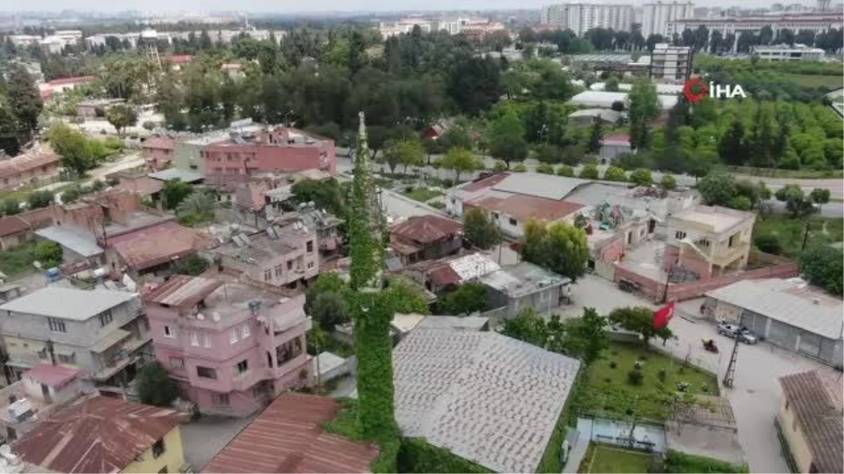 Adanada sarmaşıklarıyla ünlü cami tekrar yeşil haline kavuştu