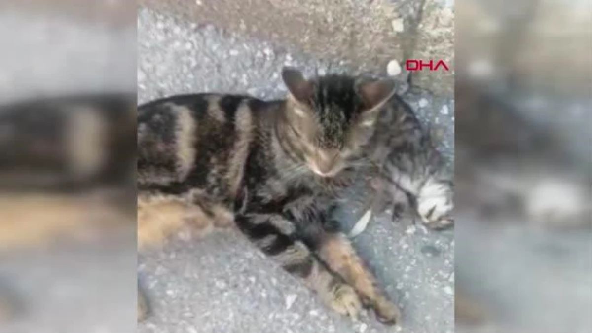Manisa'da sokak kedisi yavrusunun başından ayrılmadı