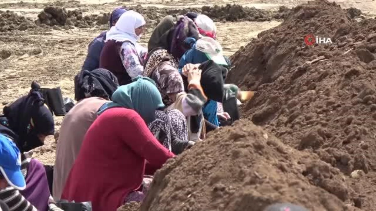 Şırnak'ta Fıstık Fidanı Üretim Tesisi 50 Bayana İş Kapısı Sağladı