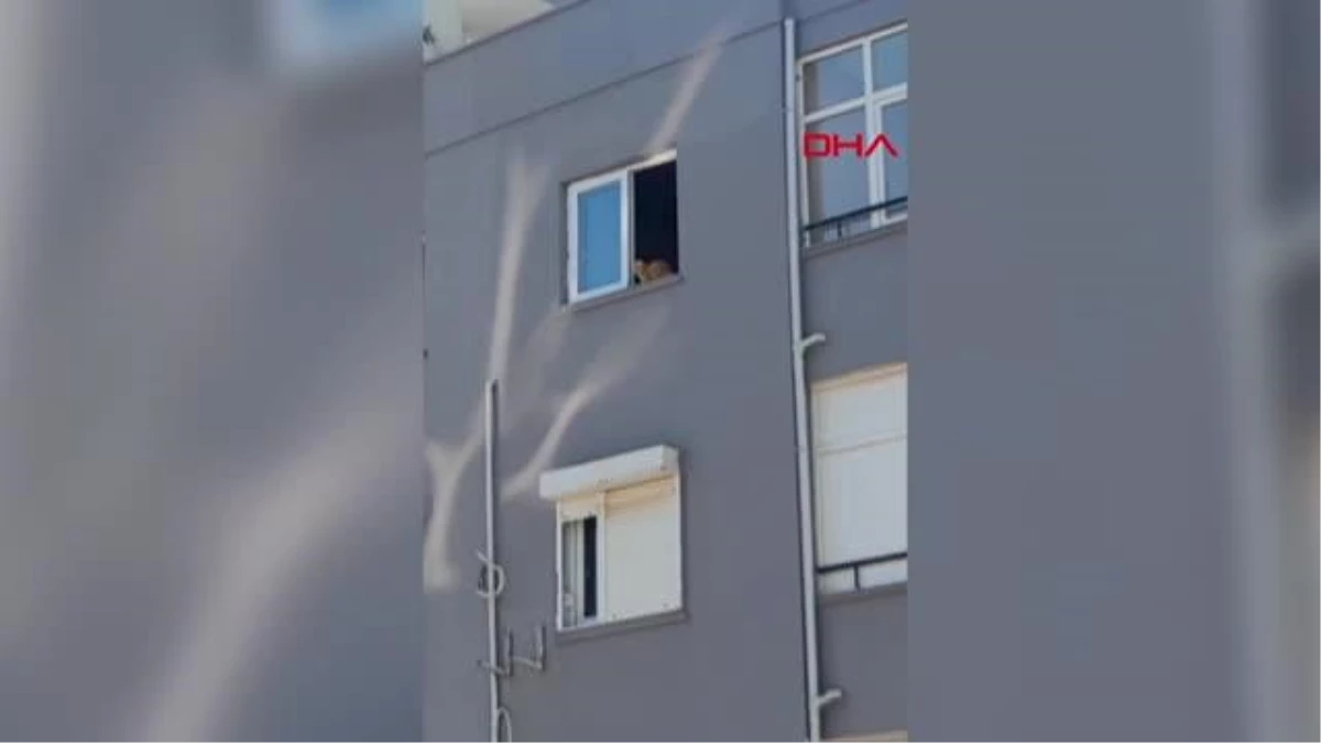 Ağır hasarlı binanın 14. katında mahsur kalan kedi açık pencereden atlayarak öldü
