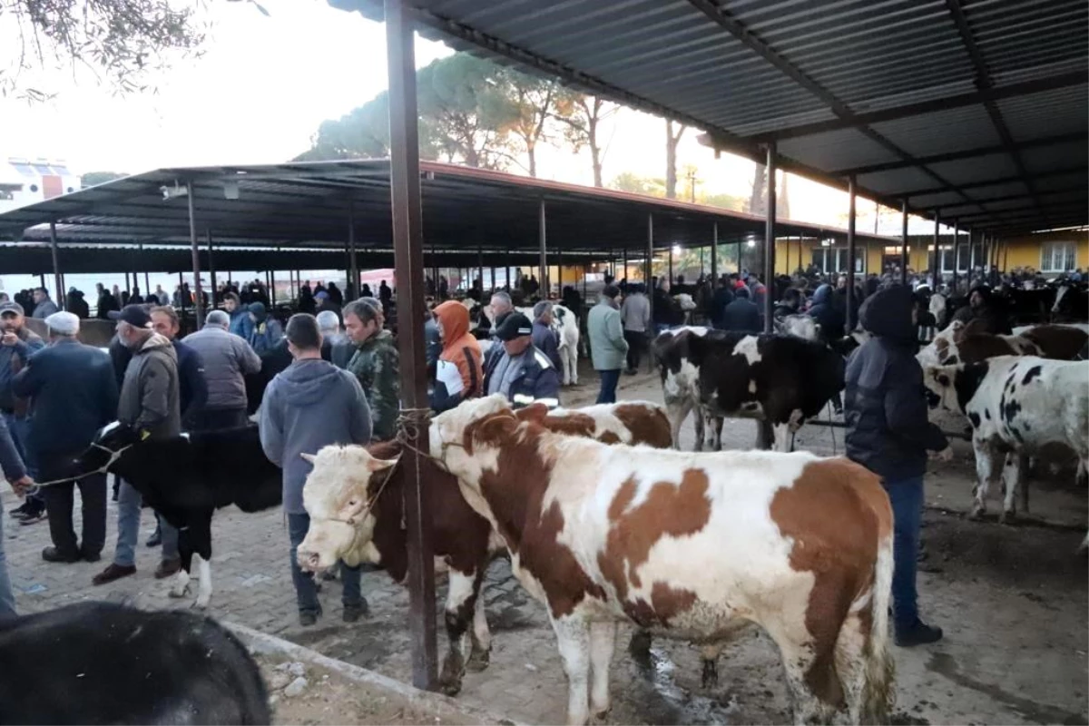 Aydın'da 50 gün ortadan sonra hayvan pazarları açıldı