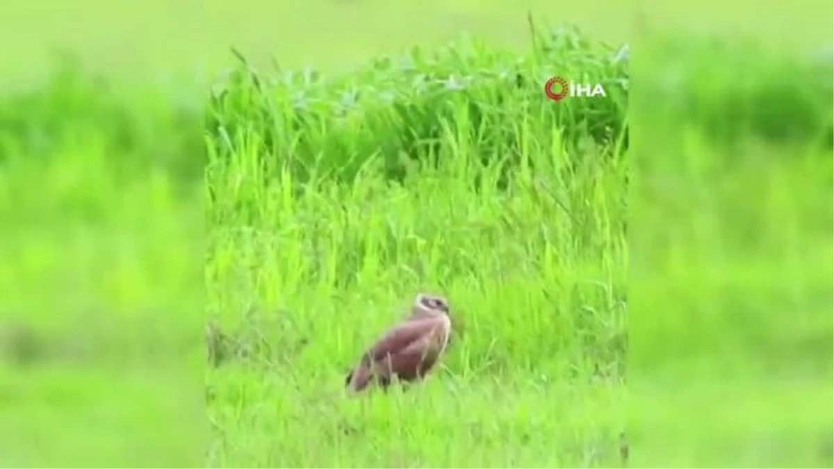 Bingöl'de Minimum Telaş Altındaki Gökçe Tuygun Kuşu Görüntülendi