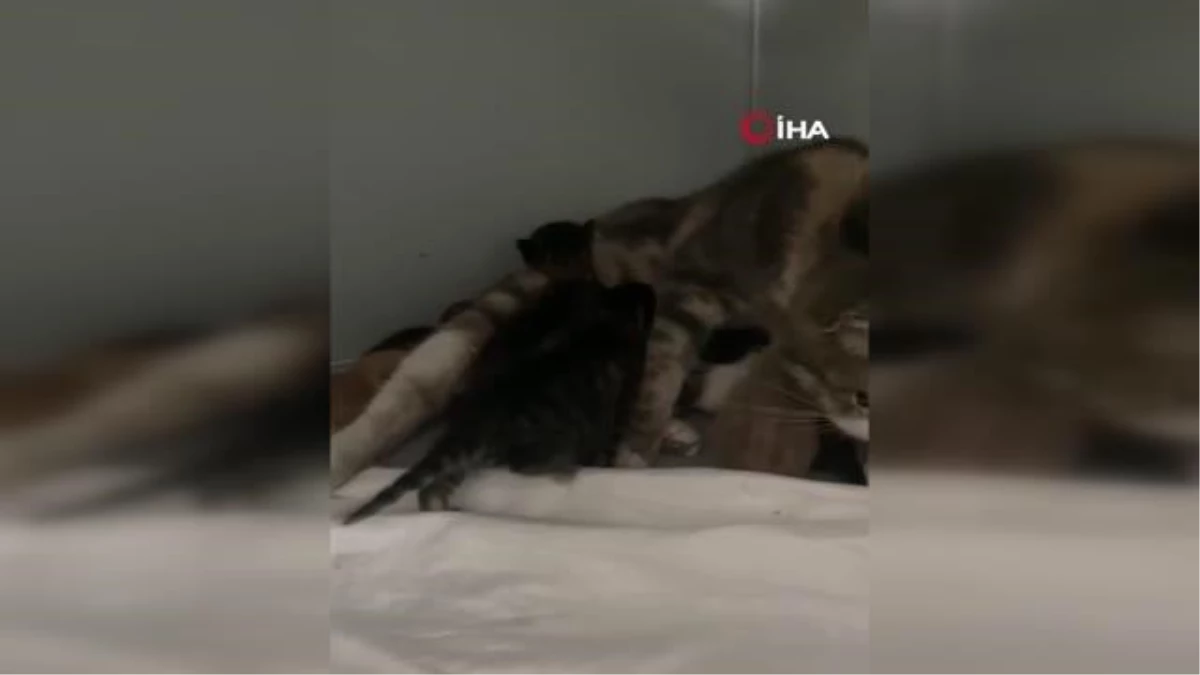 Kocaeli'de trafik kazasında yavruları ölen kedi, 10 öksüz yavruyu sahiplendi