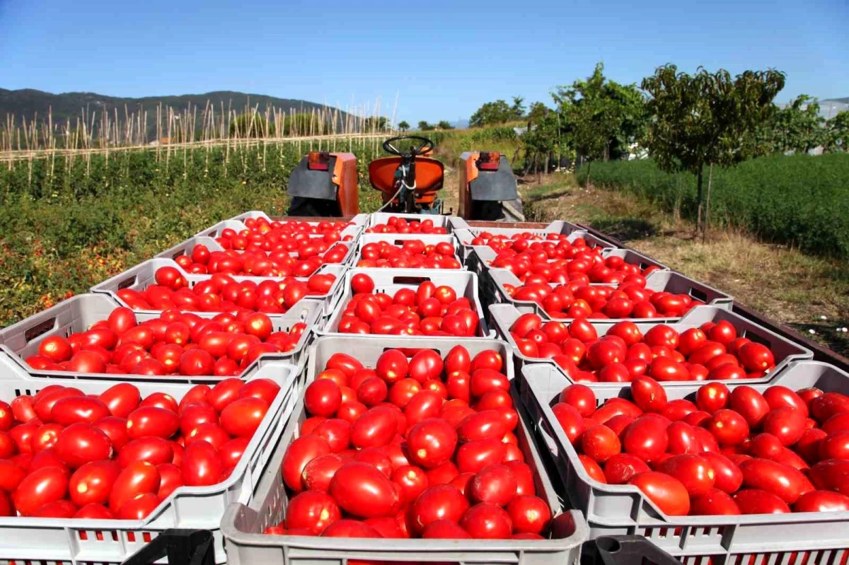 Rusya, Muğla'dan ihraç edilen domates kotasını 500 bin tona çıkardı