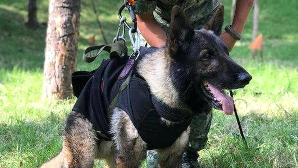 Türkiye, Meksikalı arama kurtarma köpeği Preto'ya Alman çoban yavrusuyla teşekkür etti
