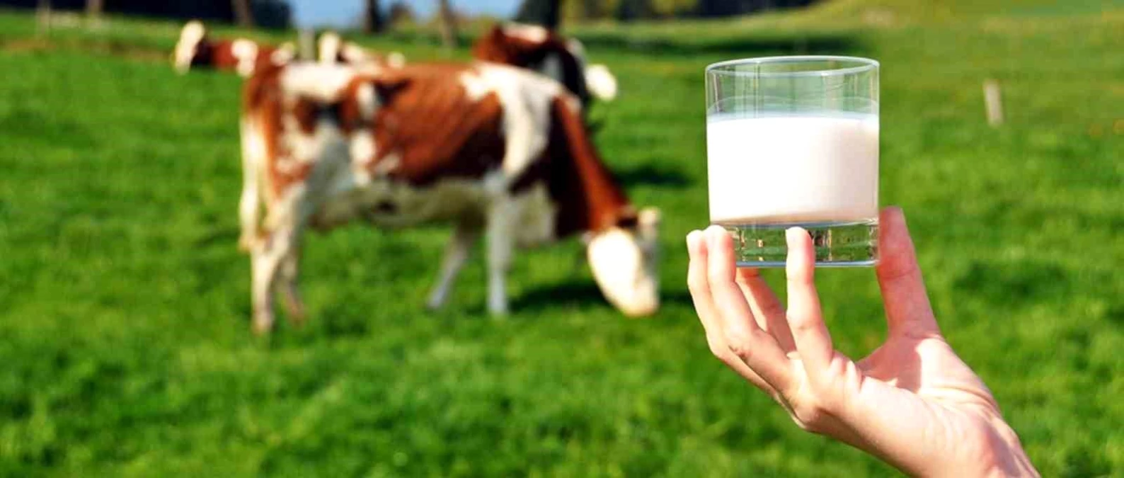 2022'de çiğ süt üretimi azaldı, kırmızı et üretimi arttı