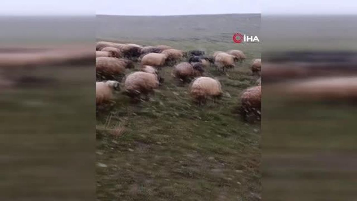 Ahlatta mayısta kar sürprizi: Koyunlar merada kara yakalandı